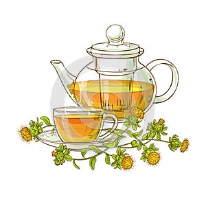 Safflower tea vector illustration