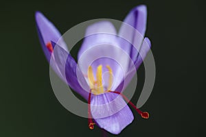 Saffran flower