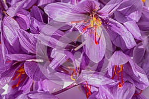 Saffrom flowers with colorful in close up