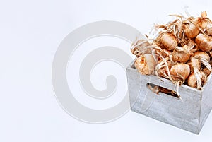 Saffron bulbs in a box on a white background. Crocus sativus bulbs are prepared for planting. Copy space photo