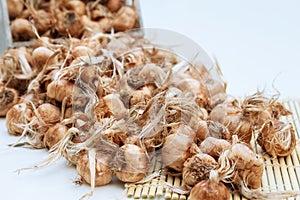 Saffron bulbs in a box on a white background. Crocus sativus bulbs are scattered on table photo