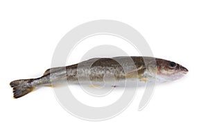 Saffron cod cod isolated on white