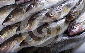 Saffron cods background