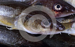 Saffron cods background