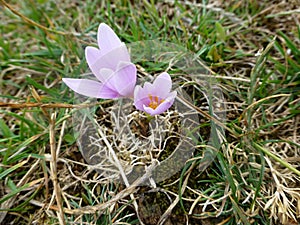 A saffron in Corsica