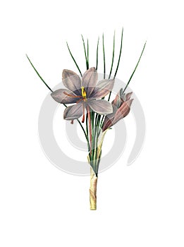 Saffron crocus | Antique Flower Illustrations