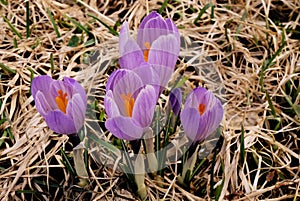 Saffron crocus blooming spring