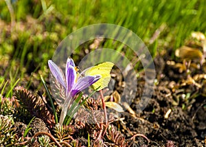 Saffron (Crocus) and butterfly on it