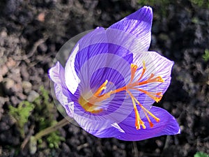 Saffron crocus Crocus sativus L., Autumn crocus or Der Safran oder Safran-Krokus