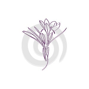 Saffron crocus flower or Botanica crocus vector black and white. Can be used for cards, invitations, banners, posters,