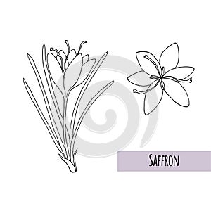 Saffron crocus flower Crocus sativus. Hand draw sketch
