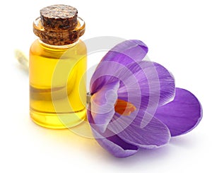 Saffron crocus flower with extract