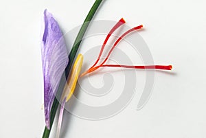 Saffron Crocus Flower Parts
