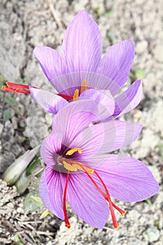 Saffron Crocus flowers