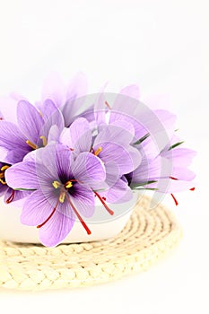 Saffron Crocus flowers