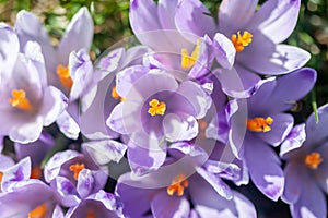 Saffron or crocus flowers blossom closeup