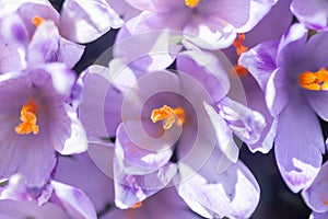Saffron or crocus flowers blossom closeup