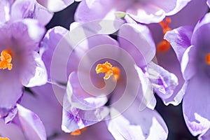 Saffron or crocus flowers blossom closeup