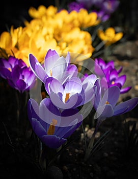 Saffron crocus flowers, close-up