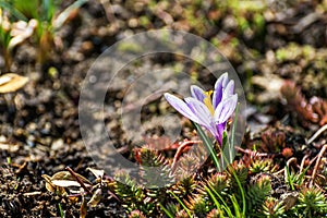 Saffron (Crocus) - an ornamental plant