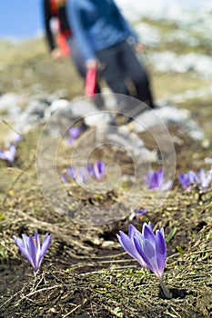 Saffron (Crocus sativus)