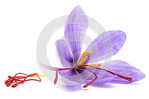 Saffron Crocus sativus flowers and spice dried