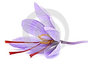 Saffron Crocus sativus one flower.  stigmas in evidence. spice dried