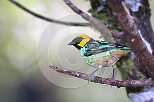 Saffron-crowned tanager, wonderful bird of Peru