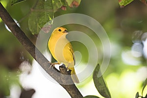 Saffron finch from Grand Cayman Islands in lovely horizontal picture