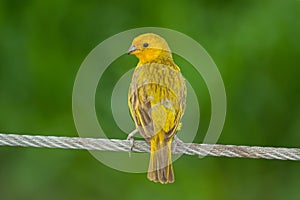 Saffron Finch from Guayaquil, Ecuador