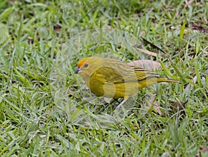 Saffron Finch (Sicalis flaveola) photo