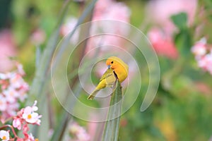 saffron finch (Sicalis flaveola)  Big Island Hawaii,USA photo