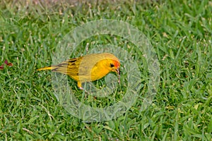 Saffron Finch Sicalis flaveola eating grass seeds photo