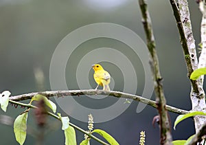 Saffron finch Sicalis flaveola in Equador