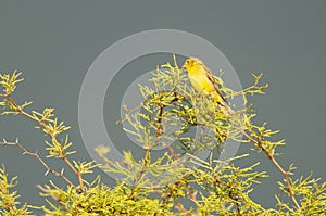 Saffron Finch ,Sicalis flaveola, La Pampa, photo