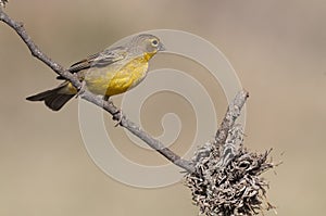 Saffron Finch ,Sicalis flaveola, photo