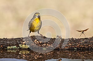 Saffron Finch ,Sicalis flaveola, La Pampa, photo