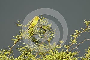 Saffron Finch ,Sicalis flaveola, photo