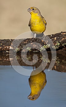 Saffron Finch ,Sicalis flaveola, La Pampa, photo