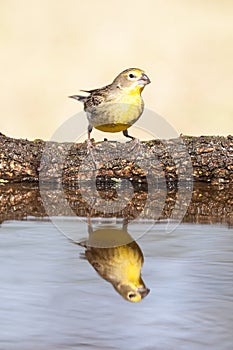 Saffron Finch ,Sicalis flaveola photo