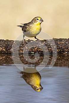 Saffron Finch ,Sicalis flaveola, photo