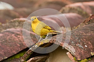 Saffron Finch Sicalis Flaveola photo