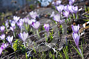 Saffron flower