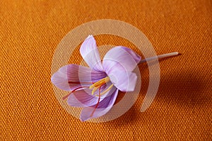 Saffron flower Bud open close-up. Seasoning expensive saffron