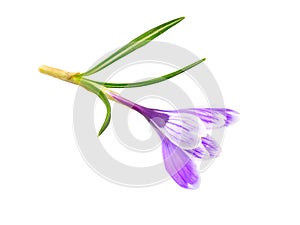 Saffron flower or Crocus. Isolated on white background