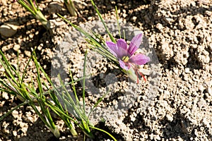 Saffron flower, Crocus sativus growing on ground