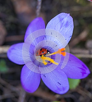 saffron flower with insect ladybug macro inside