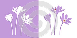 Saffron Flower. Isolated saffron on white background