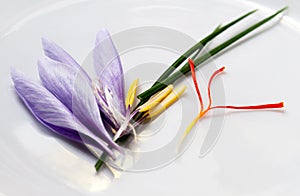 Saffron Flower Parts