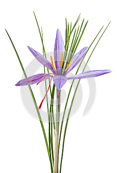 Saffron  flower